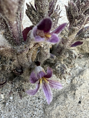 Aphyllon cooperi