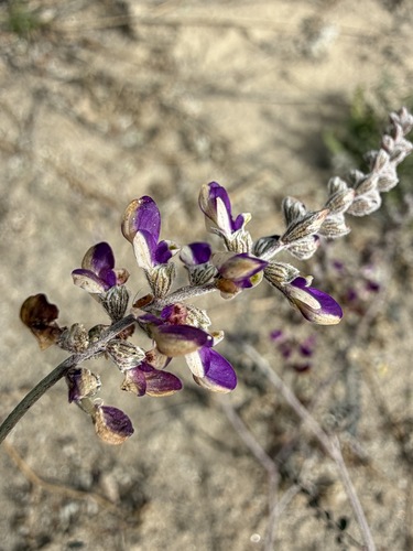 Marina parryi, photograph 3