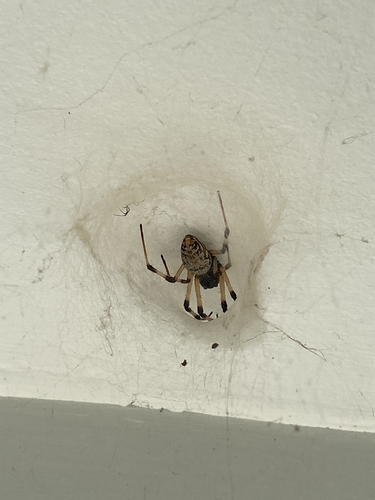 African Hermit Spider