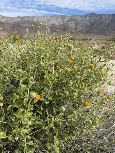 Encelia frutescens, photograph 2
