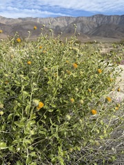 Encelia frutescens, photograph (c) Matt Berger, some rights reserved (CC BY)