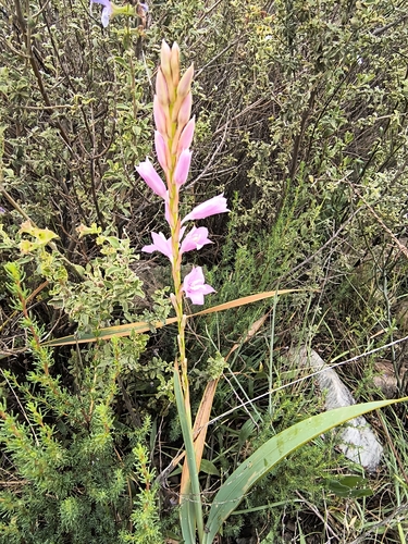 Watsonia marginata, photograph 5