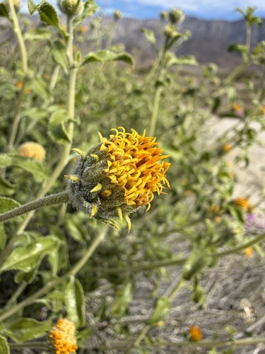Encelia frutescens, photograph 1