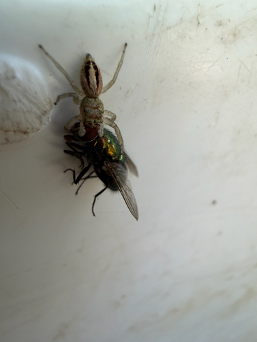 Striking Jumping Spiders