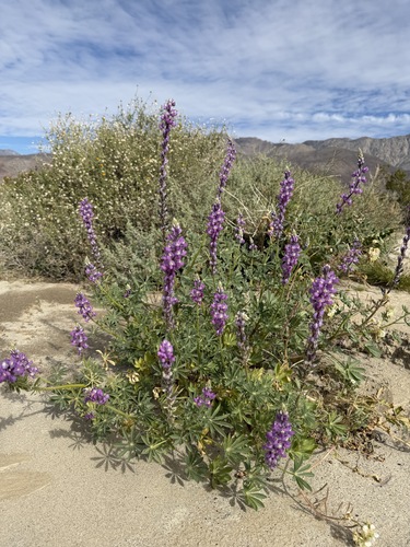 Lupinus arizonicus, photograph 2