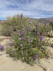 (c) Matt Berger, some rights reserved (CC BY) Lupinus arizonicus, photograph (c) Matt Berger, some rights reserved (CC BY)