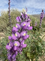 Lupinus arizonicus