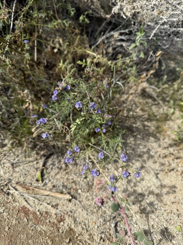 Phacelia distans, photograph 3