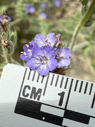 Phacelia distans, photograph 2