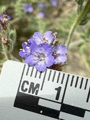 Phacelia distans, photograph (c) Matt Berger, some rights reserved (CC BY)