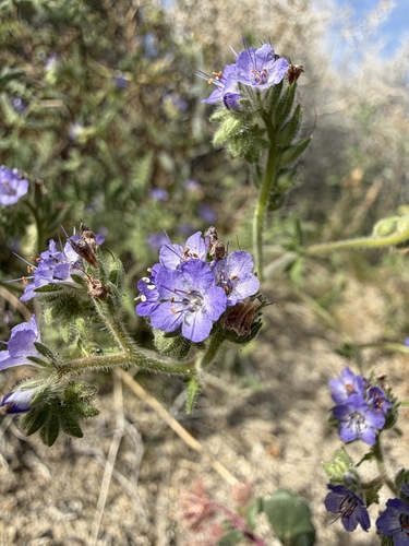 Phacelia distans, photograph 1