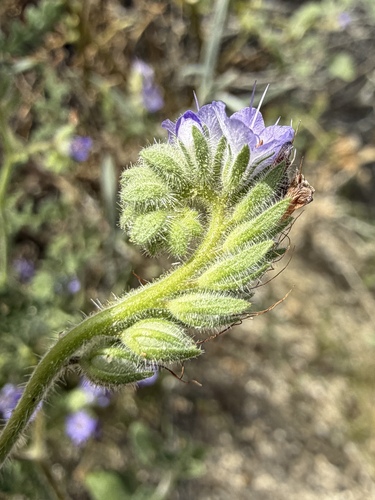 Phacelia distans, photograph 4