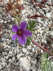 Erodium texanum, photograph (c) Matt Berger, some rights reserved (CC BY)