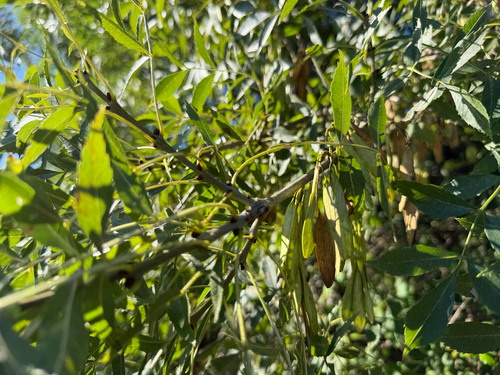 Narrow-leaved Ash