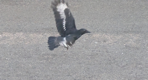 Carrion Crow