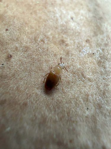 Antherophagus pallens