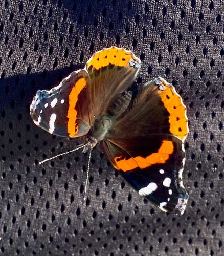 Red Admiral
