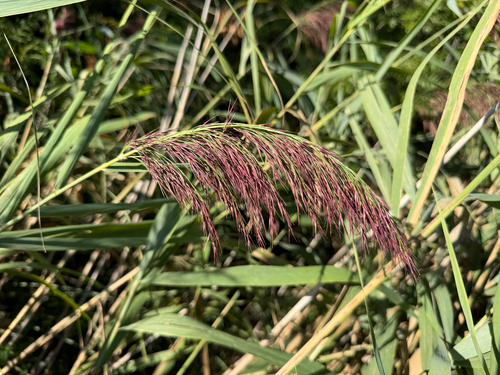 common reed