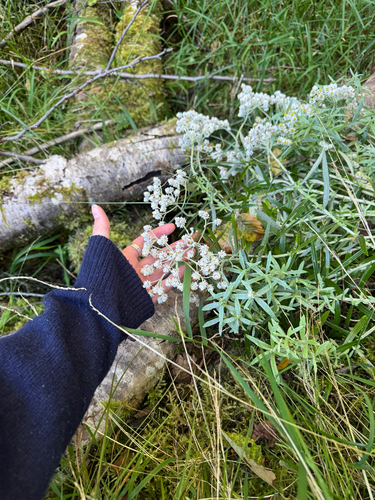 pearly everlasting