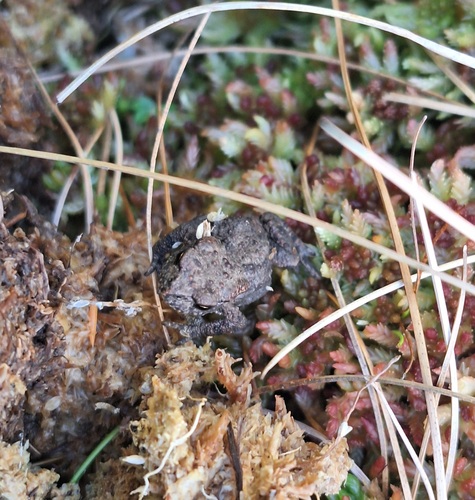 European Toad