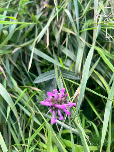 common hedge-nettle