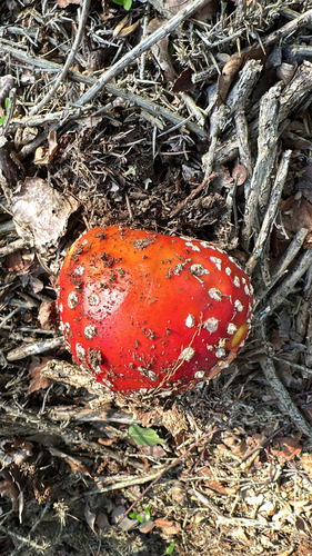 Fly Agaric