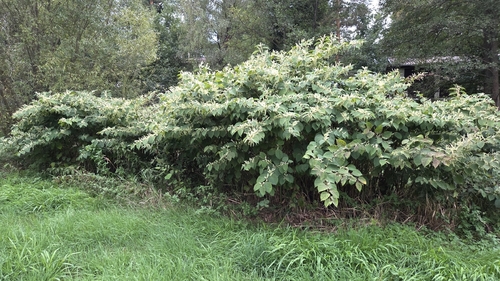 Japanese knotweed