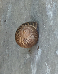 Cornu aspersum