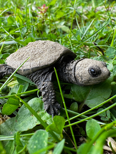 Common Snapping Turtle