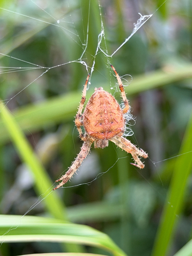 Cross Orbweaver