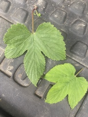 Humulus lupulus pubescens