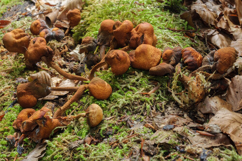 Sheathed Woodtuft