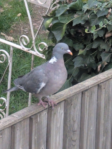 Common Wood-Pigeon
