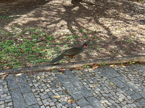 Rusty-margined Guan
