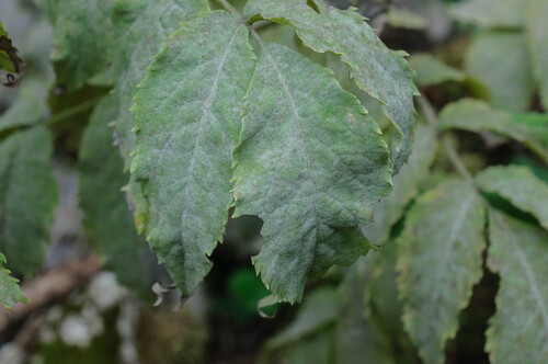 Erysiphe sambucina