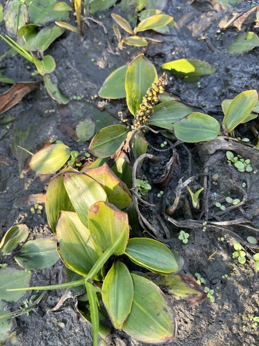 Longleaf Pondweed