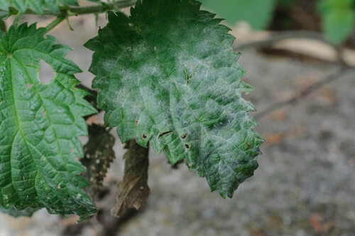 Nettle Powdery Mildew