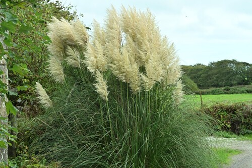 Pampas Grass