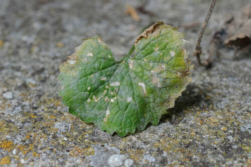 Erysiphe alliariicola