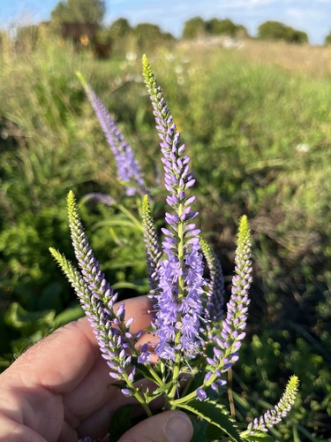 Long-leaved Speedwell