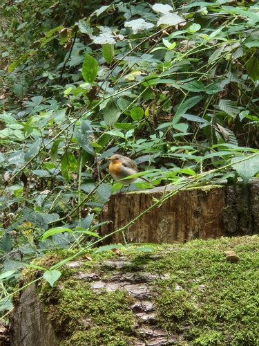 European Robin