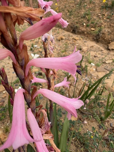 Watsonia laccata, photograph 5