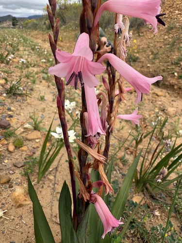 Watsonia laccata, photograph 6
