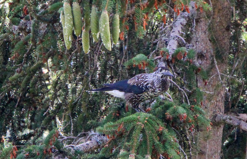 Northern Nutcracker
