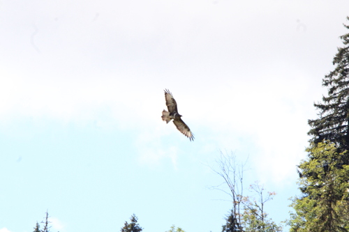 Common Buzzard
