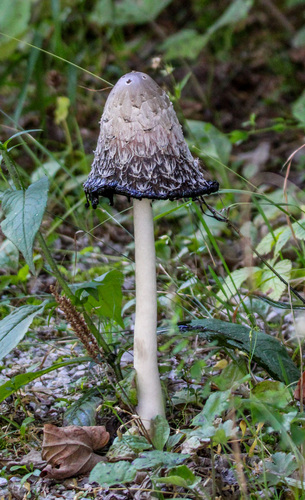 Shaggy Mane
