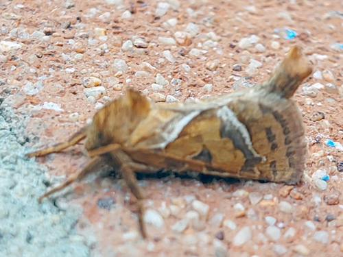 Orange Swift