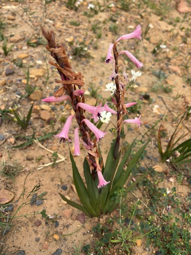 Watsonia laccata, photograph 4