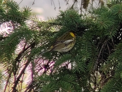 Setophaga tigrina