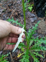 Cirsium carolinianum